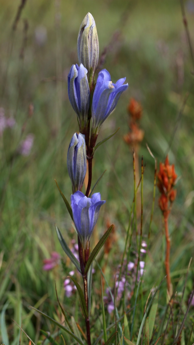 Gentiane pneumonanthe (Crédit : Hugh Knott)