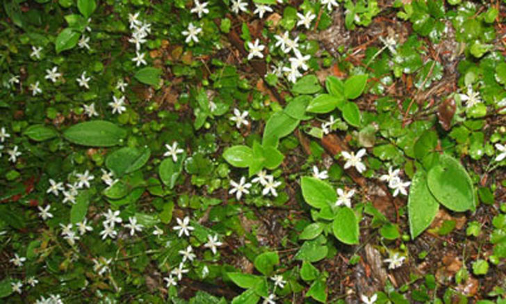 savoyane coptis trifolia crédit: CTSPM