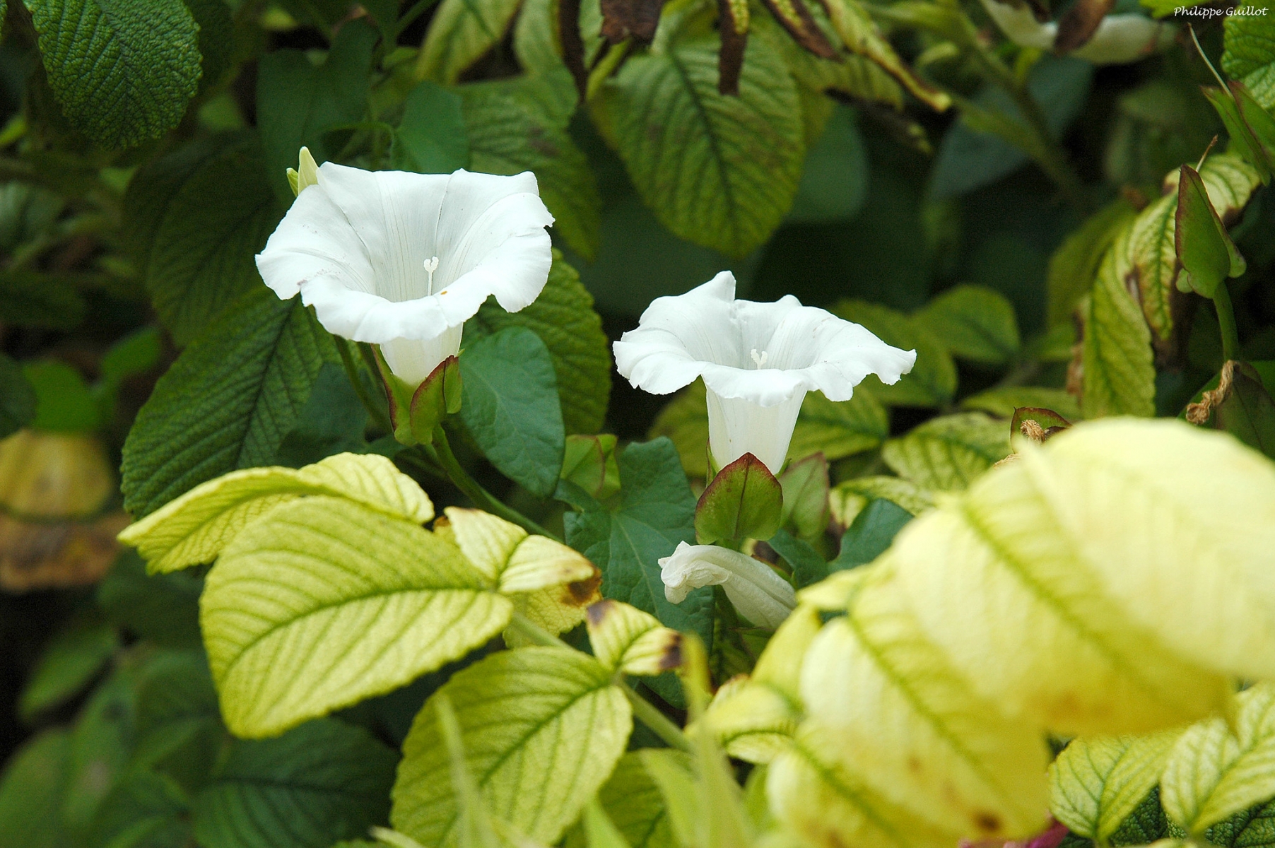 Liseron des champs - Convolvulus arvensis