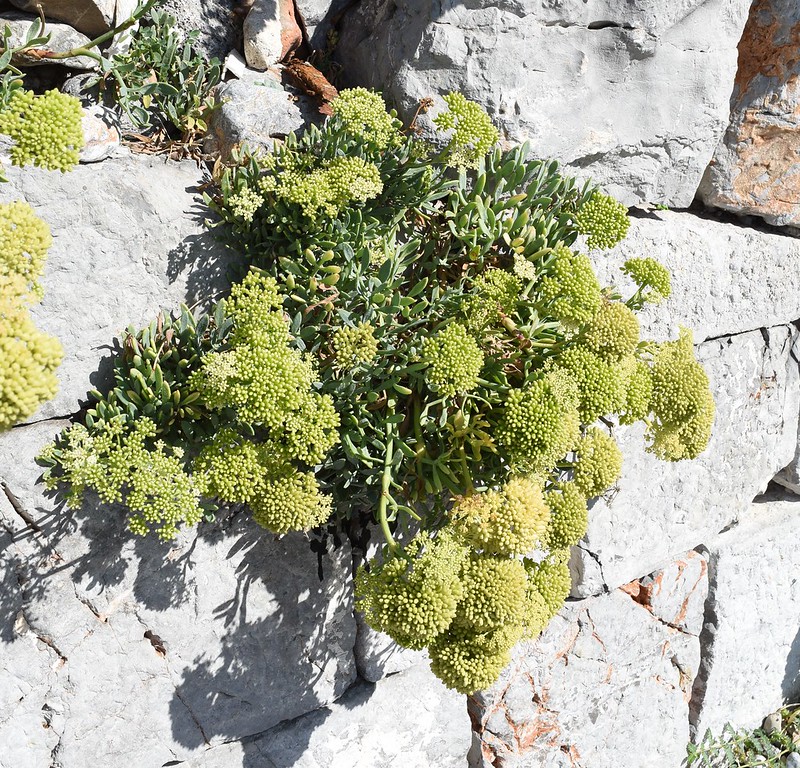 Crithme maritime - Crithmum maritimum L