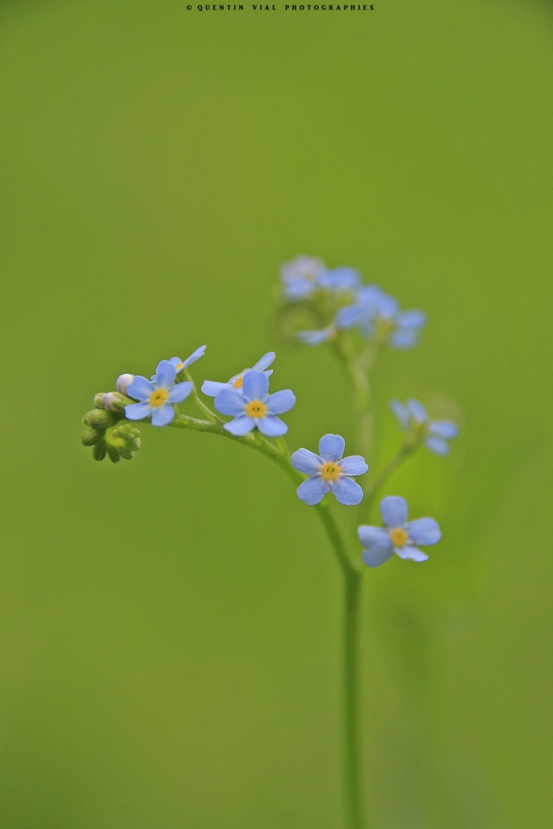 Myosotis des marais 