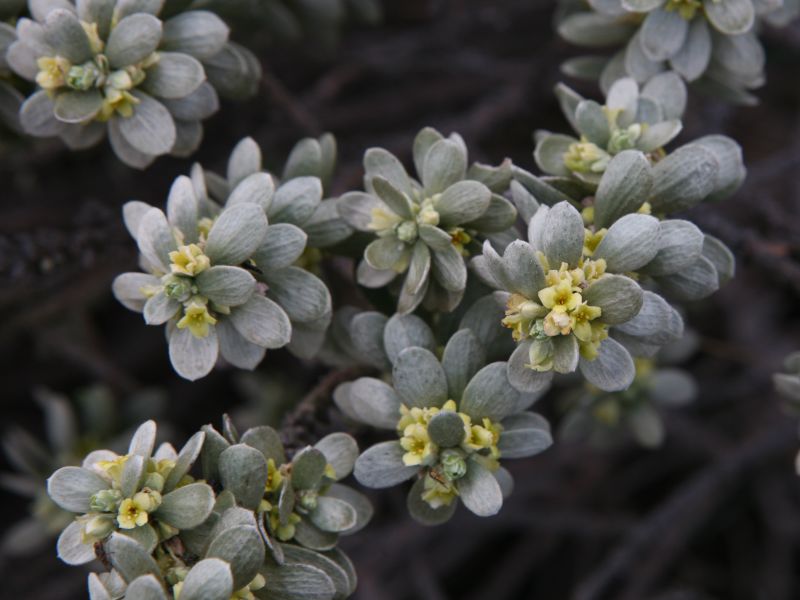 Passerine tartonraire - Thymelaea tartonraira