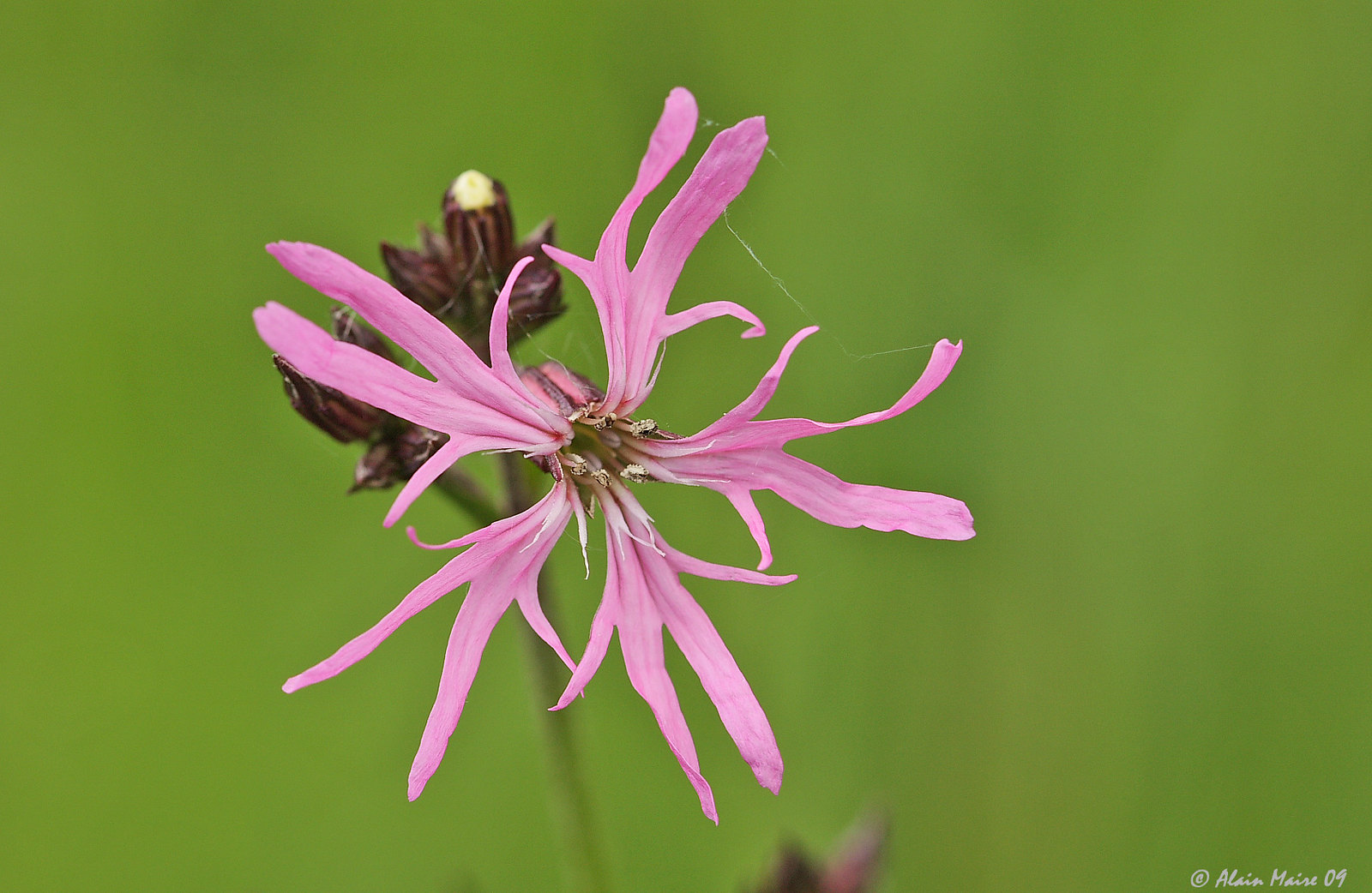 Lychnis fleur-de-coucou