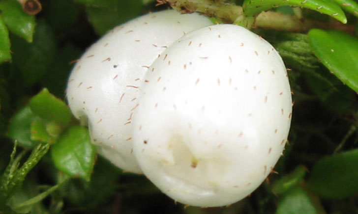 chiogene hispide gaultheria hispidula crédit: CTSPM