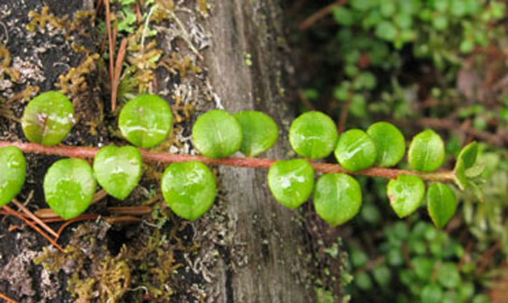 chiogene hispide gaultheria hispidula crédit: CTSPM