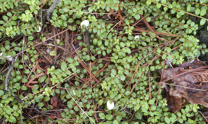 chiogene hispide gaultheria hispidula crédit: CTSPM