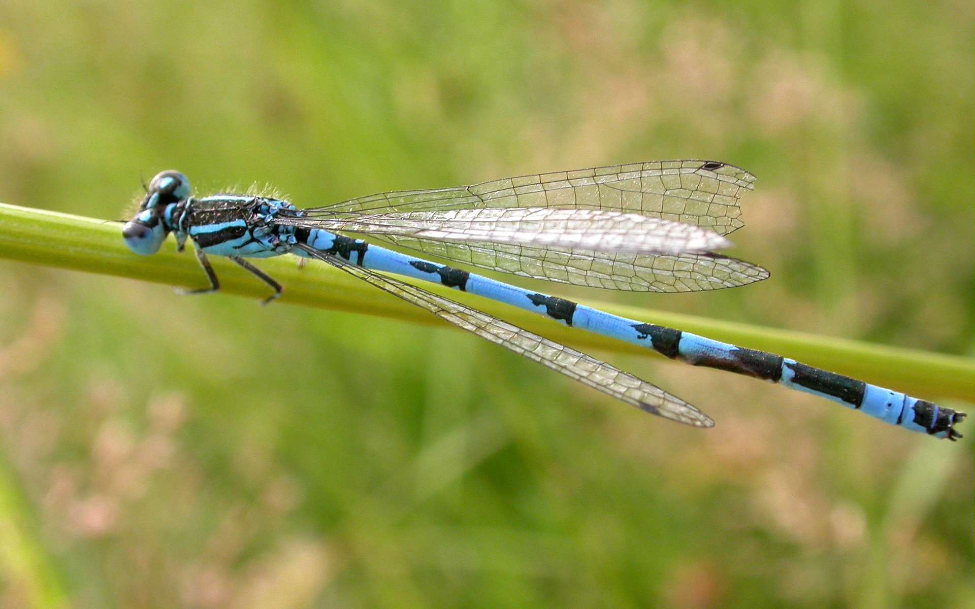 Agrion de Mercure - Reconnaissable par la forme de la première tache noire (Crédits : Gilles San Martin)