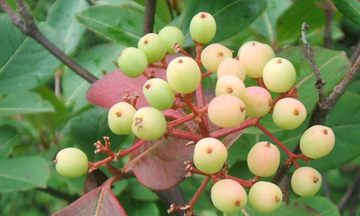 viorne cassinoide viburnum nudum crédit: CTSPM