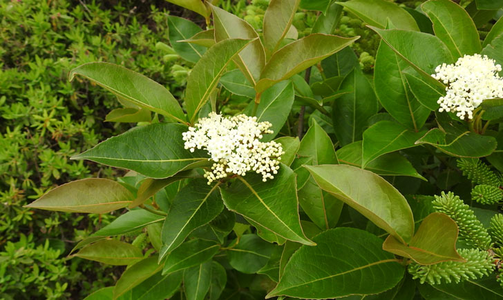 viorne cassinoide viburnum nudum crédit: CTSPM