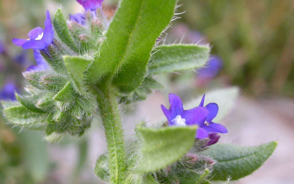 Buglosse officinale - feuilles et tige (Crédits : Matt Lavin)