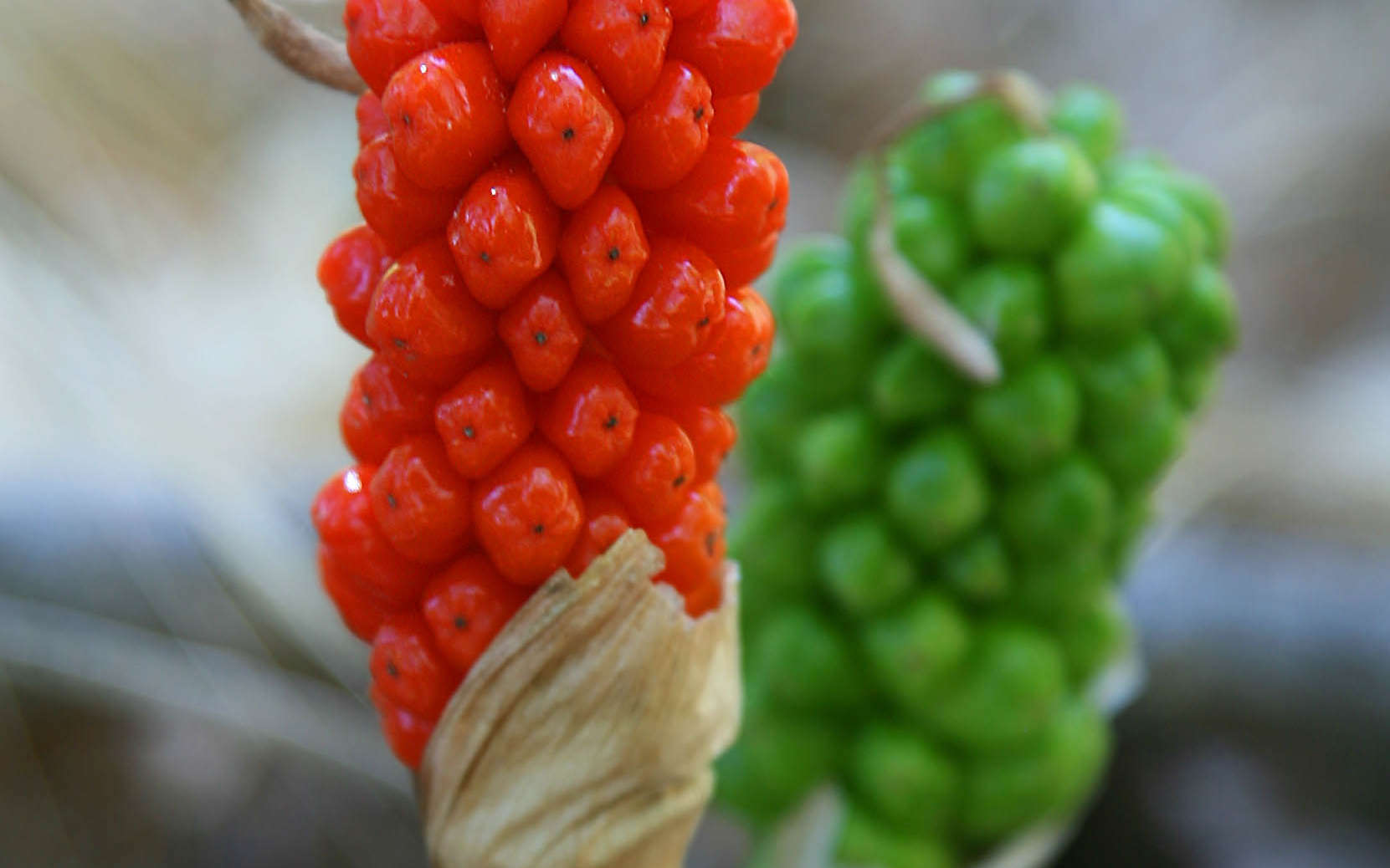 Arum d'Italie - fruits (Crédits : Jitze Couperus)