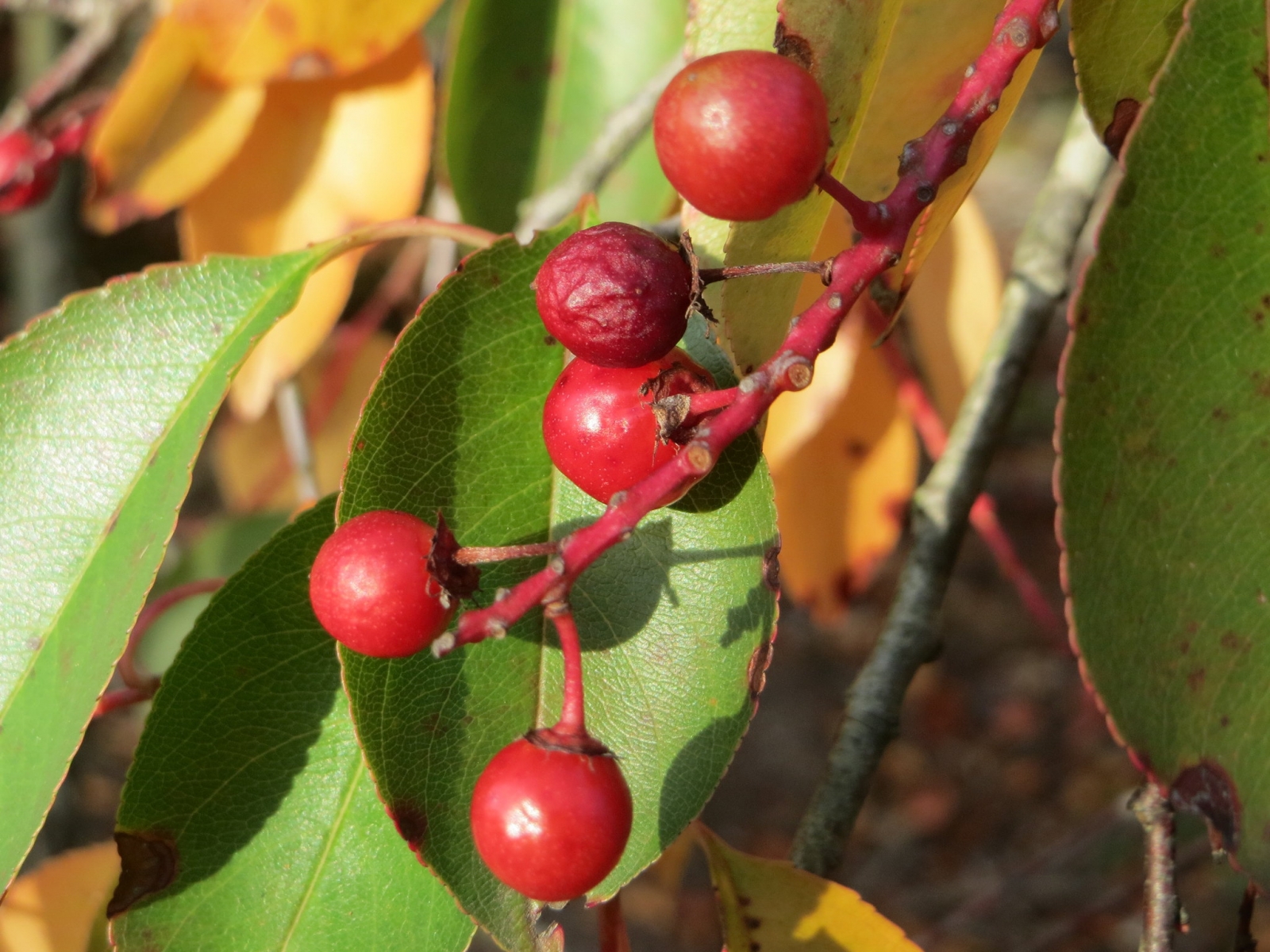 Cerisier tardif - Prunus serotina