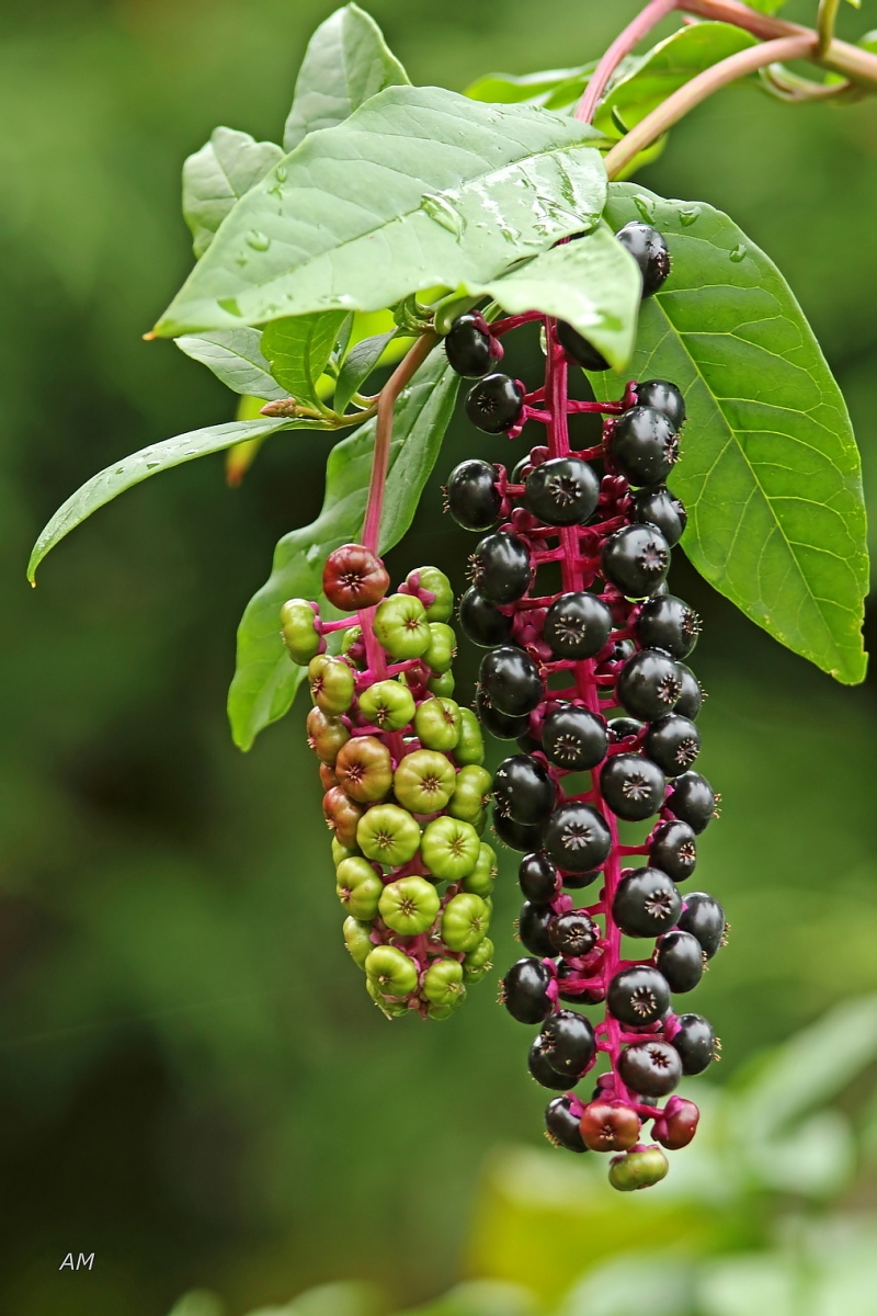 Raisin d'Amérique - Phytolacca americana