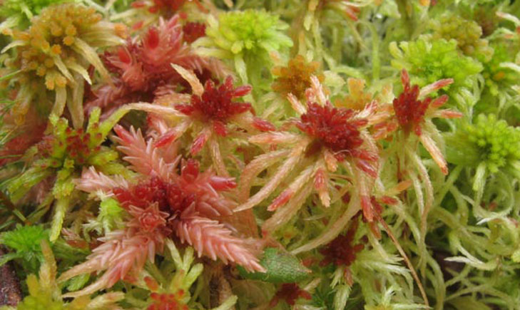 sphaigne sphagnum magellanicum crédit: CTSPM