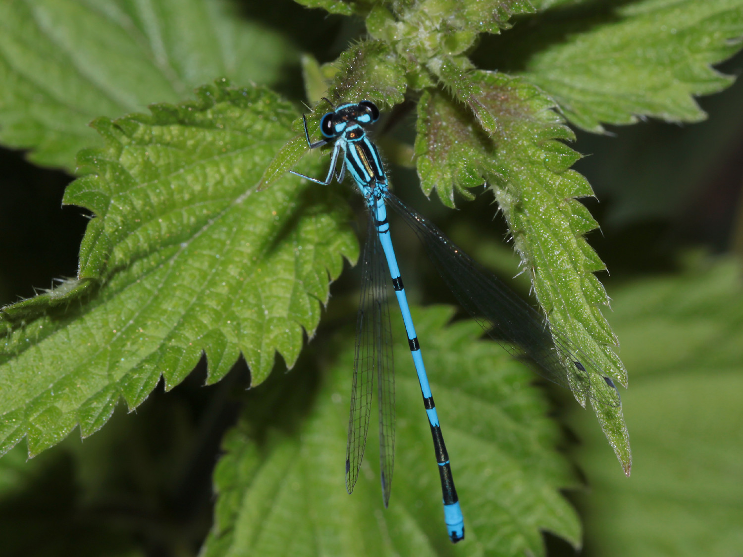 Agrion jovencelle - Coenagrion puella