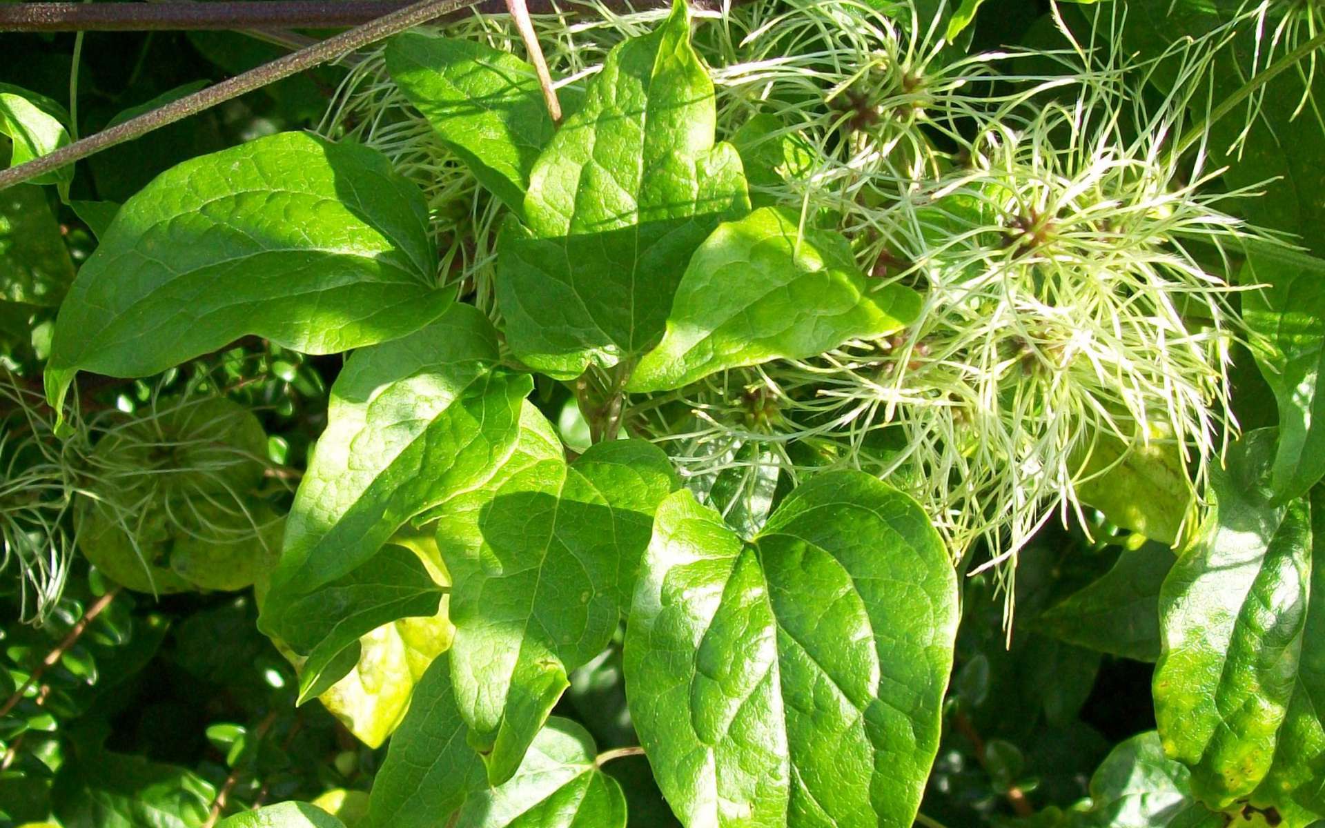 Clématite des haies - feuilles (Crédits : Flickr)