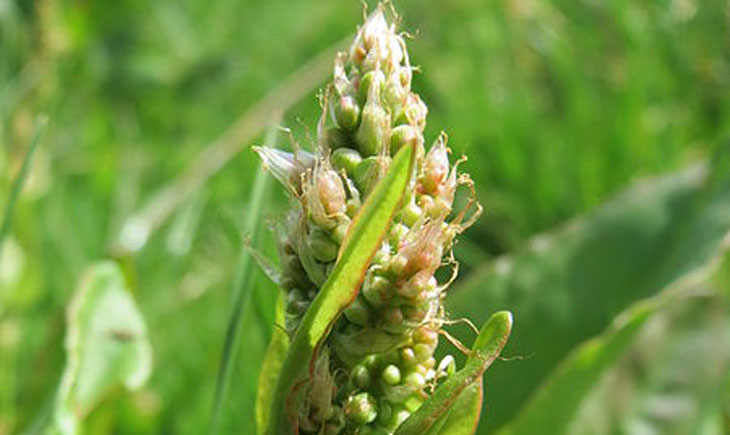 Oseille des prés-Rumex acetosa (crédit: Anro 0002)