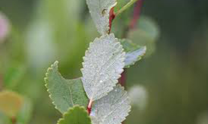 Bouleau nain (Crédits : CTSPM)