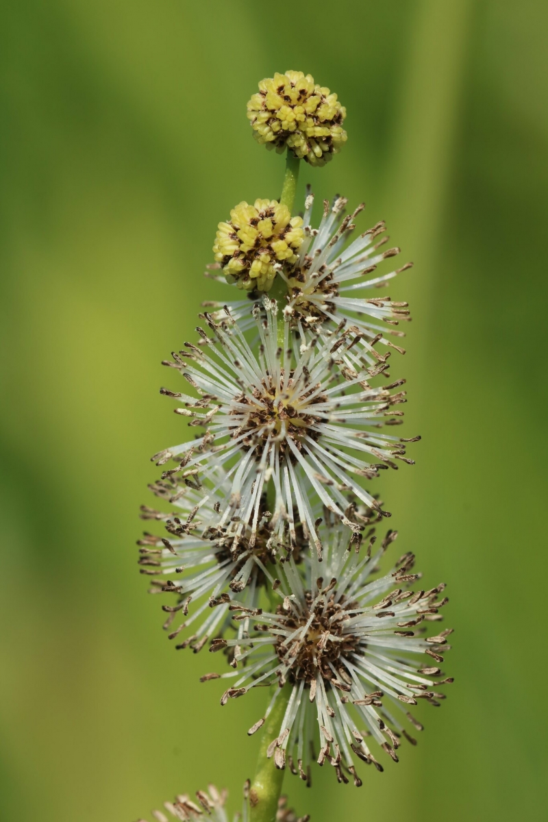 Rubanier dressé - Sparganium erectum