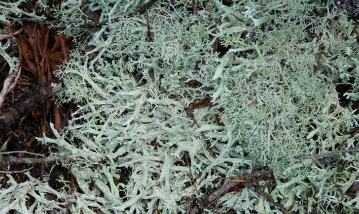 lichen cladina mitis crédit: CTSPM