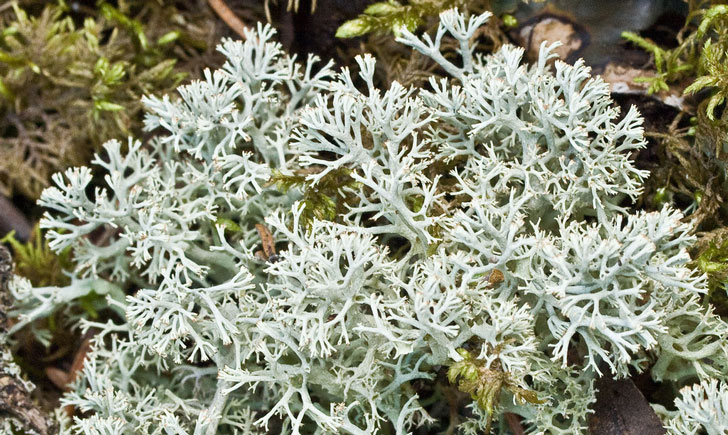 lichen cladina mitis crédit: CTSPM