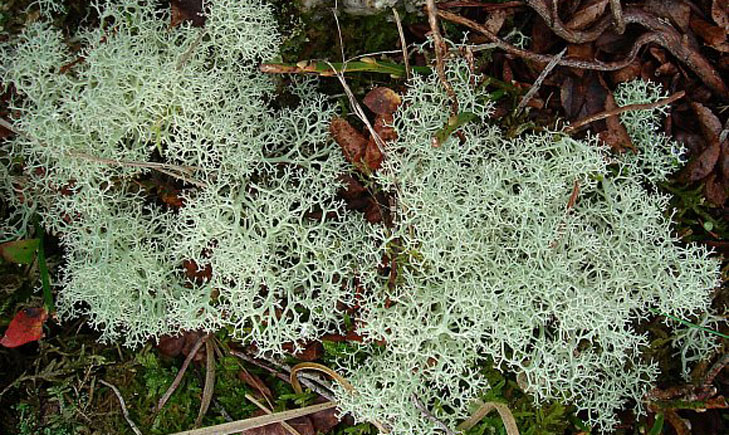 lichen cladina mitis crédit: CTSPM