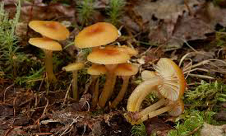 hygrophore poisseux gliophorus laetus crédit: CTSPM