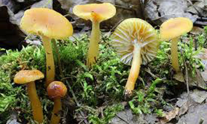 hygrophore poisseux gliophorus laetus crédit: CTSPM