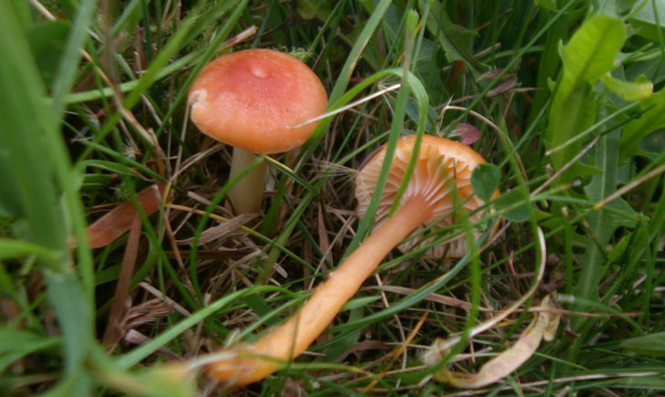 hygrophore poisseux gliophorus laetus crédit: CTSPM