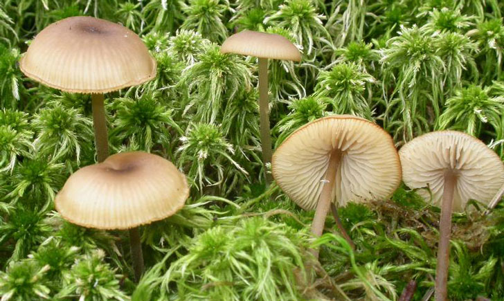 lyophylle des sphaignes tephrocybe palustris crédit: CTSPM