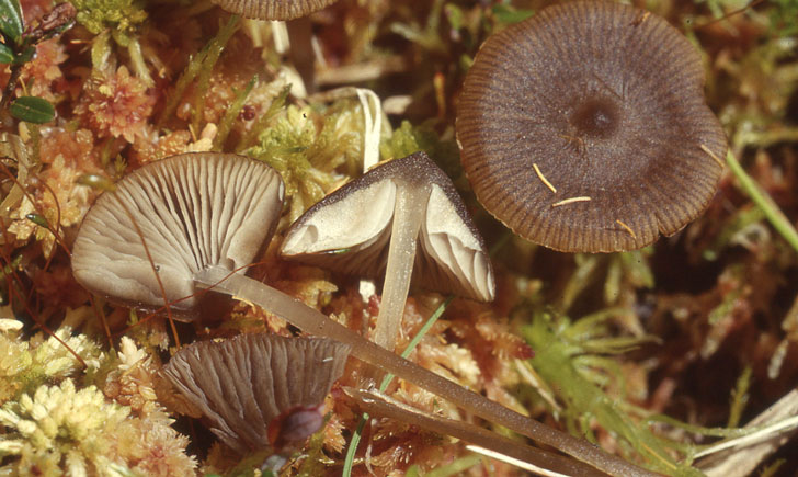 lyophylle des sphaignes tephrocybe palustris crédit: CTSPM