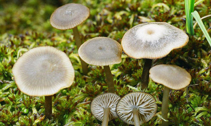 lyophylle des sphaignes tephrocybe palustris crédit: CTSPM