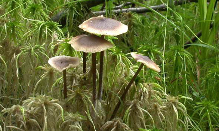 lyophylle des sphaignes tephrocybe palustris crédit: CTSPM