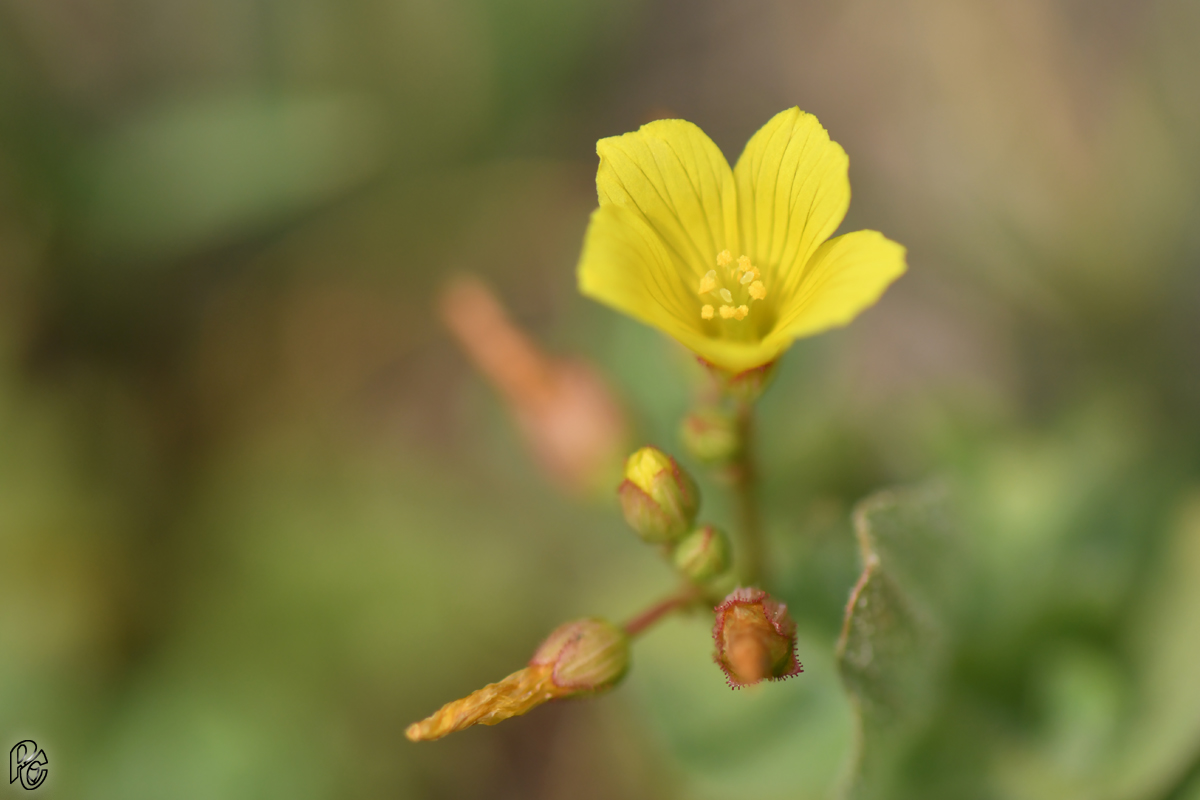 Millepertuis des marais - Hypericum elodes