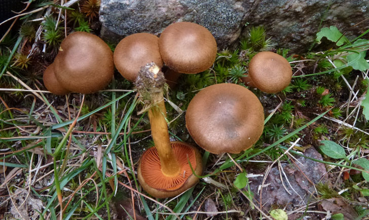 cortinaire semi sanguin cortinarius semisanguineus crédit: CTSPM