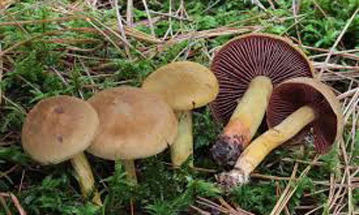 cortinaire semi sanguin cortinarius semisanguineus crédit: CTSPM