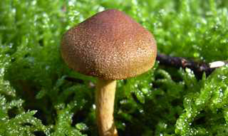 cortinaire semi sanguin cortinarius semisanguineus crédit: CTSPM