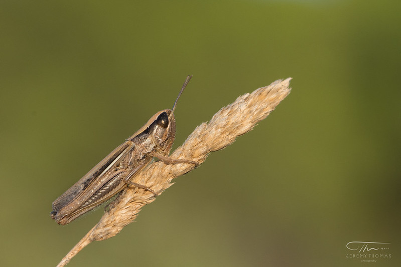 Criquet du Bragalou - Euchorthippus chopardi Descamps