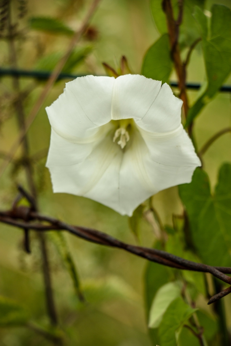 Liseron des champs - Convolvulus arvensis