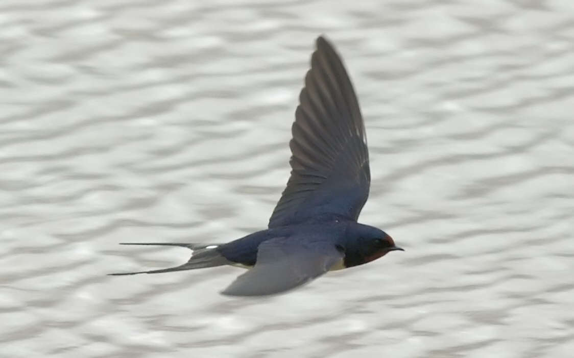 Hirondelle rustique (Crédits : Ferran Pestana)