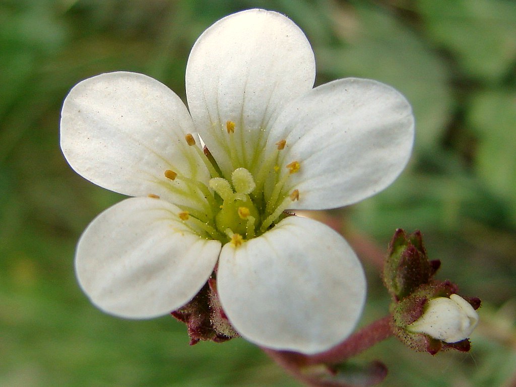 Saxifrage granulé