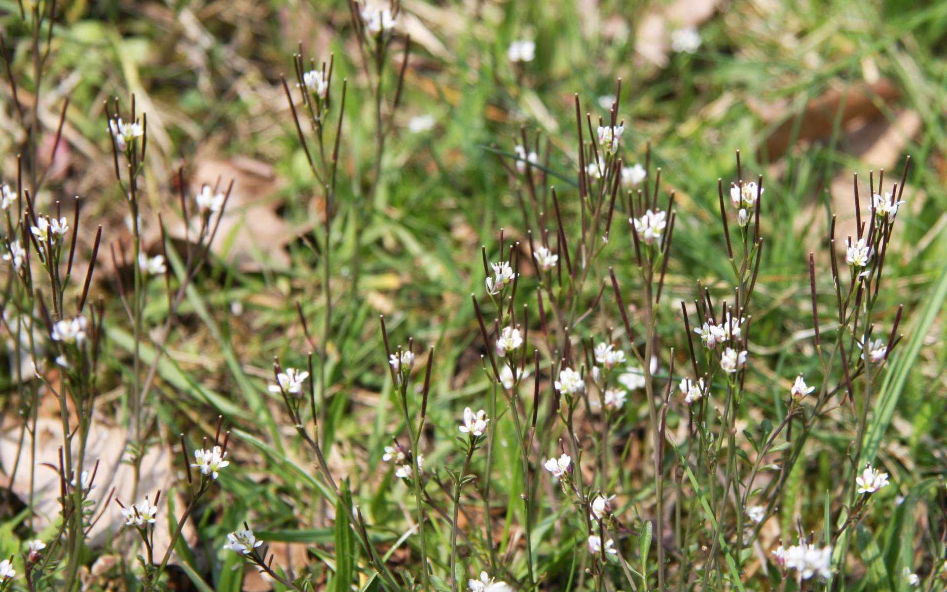 Cardamine hirsute - fleurs et fruits (Crédits : Maja Dumat)