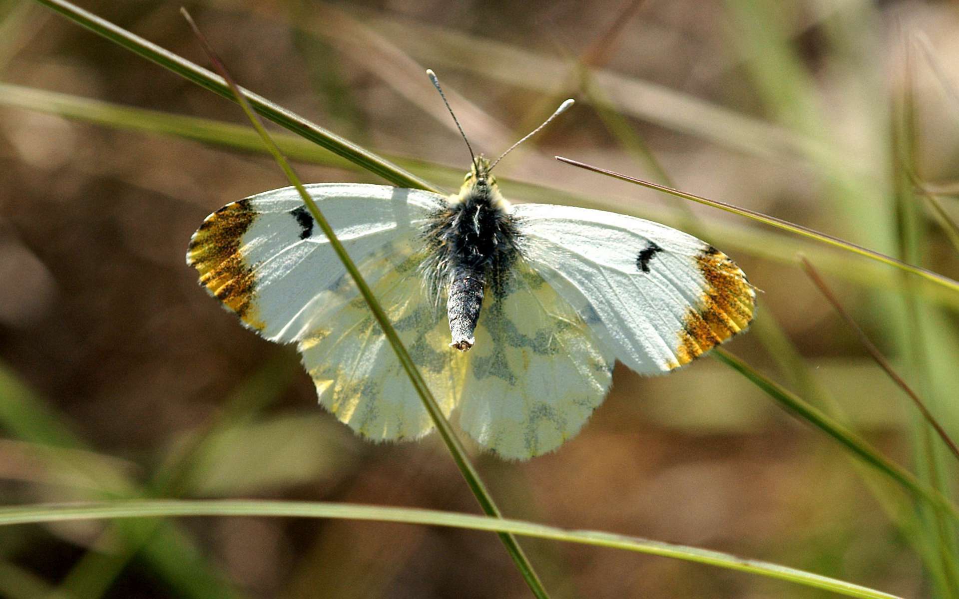 Aurore de Provence femelle (Crédis : Ferran Pestana)