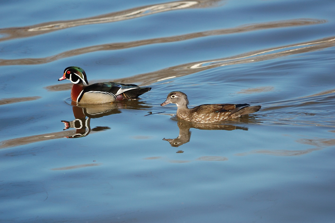 Couple de Canards branchus. Crédits : Saint-Pierre-et-Miquelon