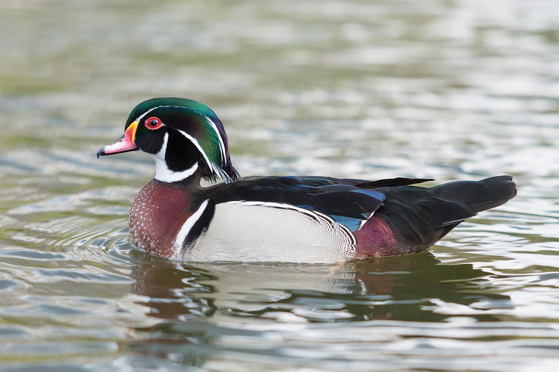 Canard branchu mâle. Crédits : Saint-Pierre-et-Miquelon