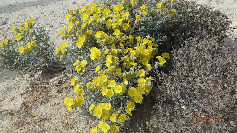 Hélianthème à feuilles de lavande - Helianthemum syriacum