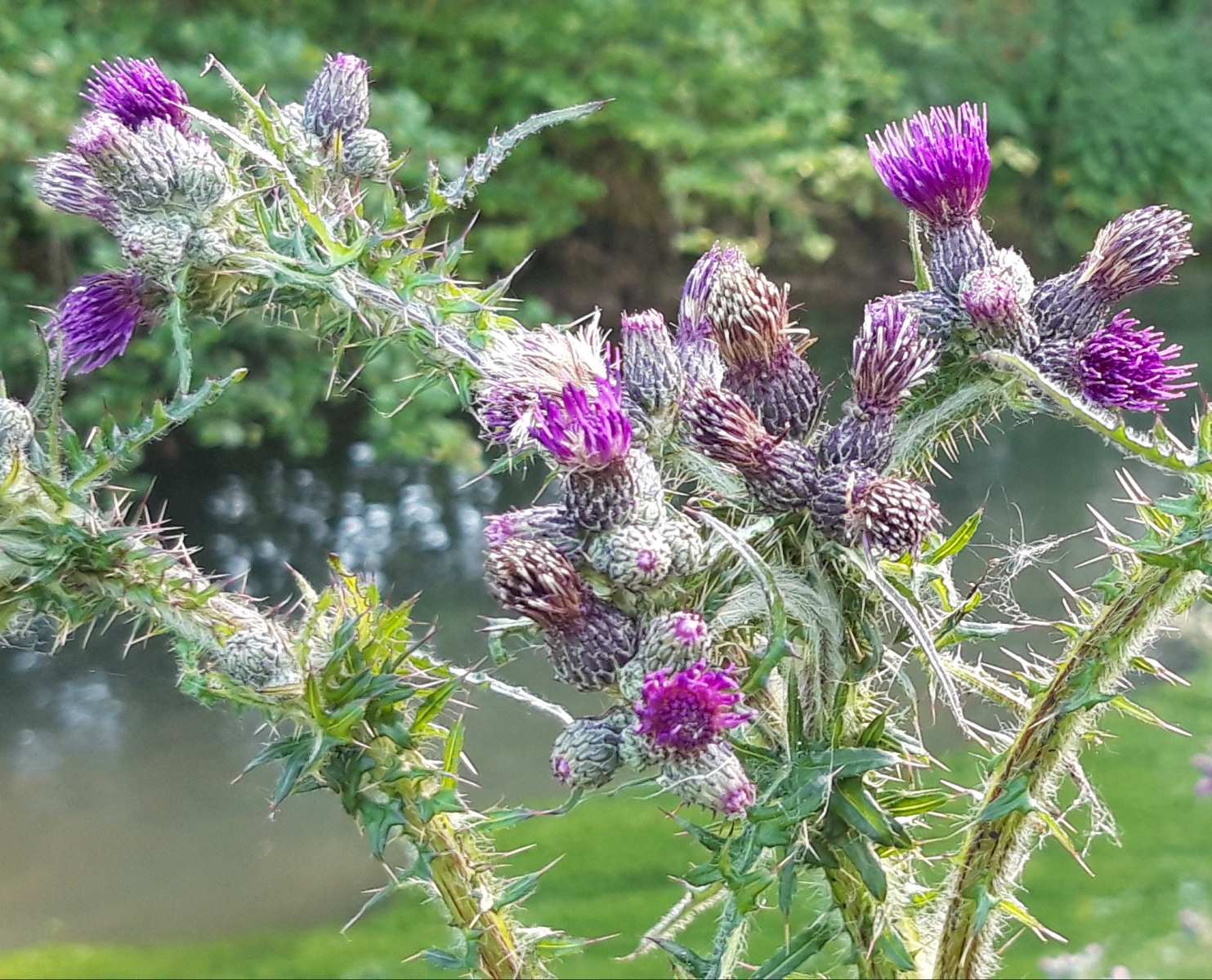 Cirse des marais - Cirsium palustre 