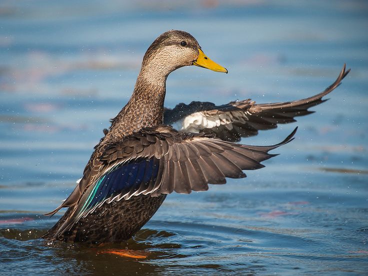 Canard noir. Crédits : Saint-Pierre-et-Miquelon