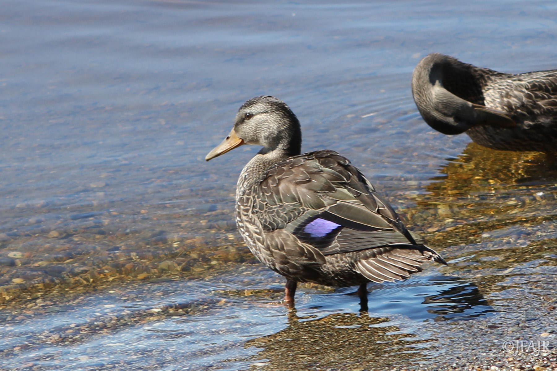 Canard noir. Crédits : Saint-Pierre-et-Miquelon