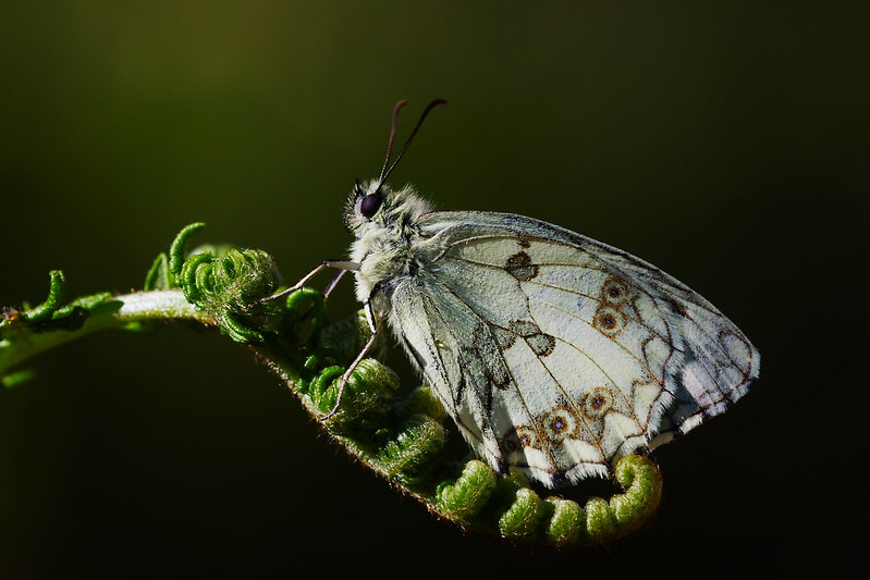 Echiquier ibérique - Melanargia lachesisac